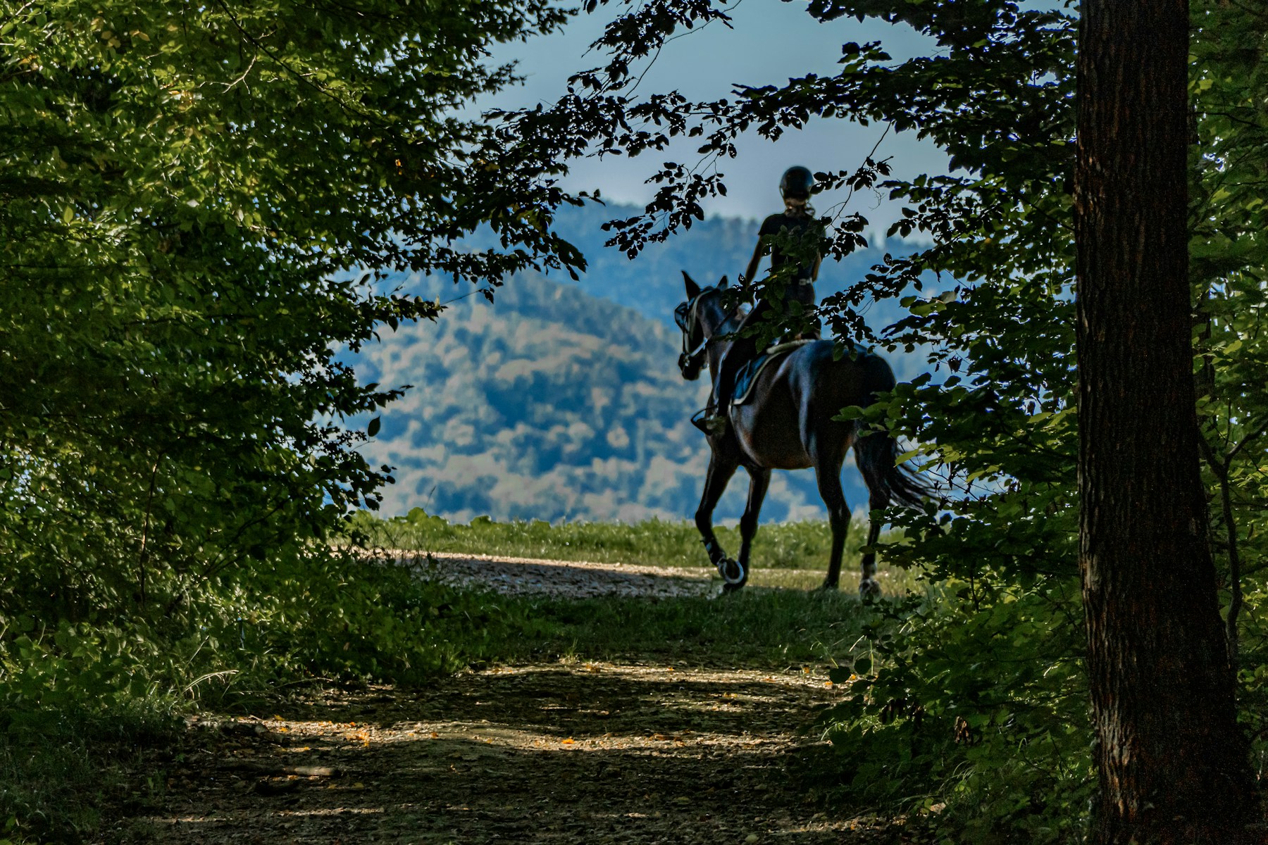 A helmeted rider following a forest path on horseback