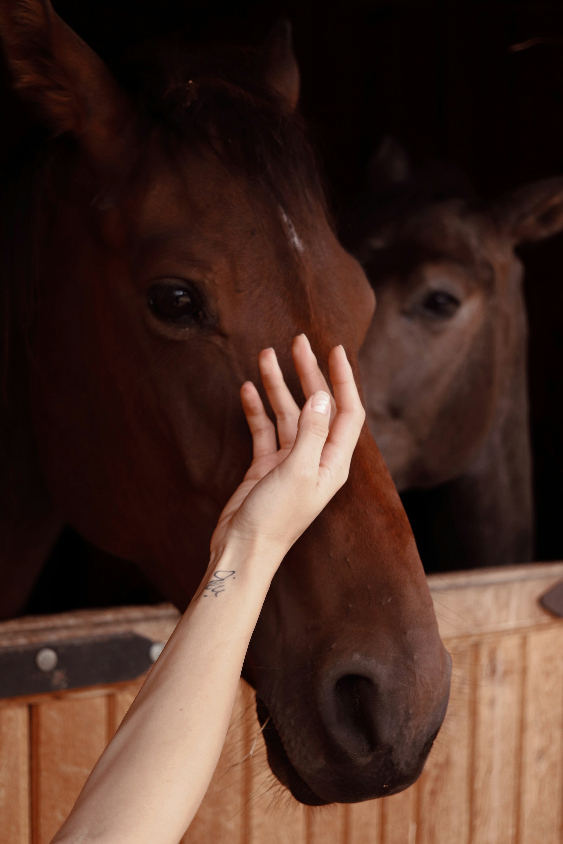 Horse bond
