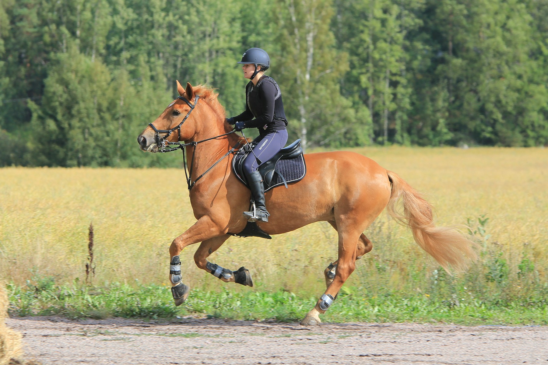 An English rider and horse cantering through open countryside