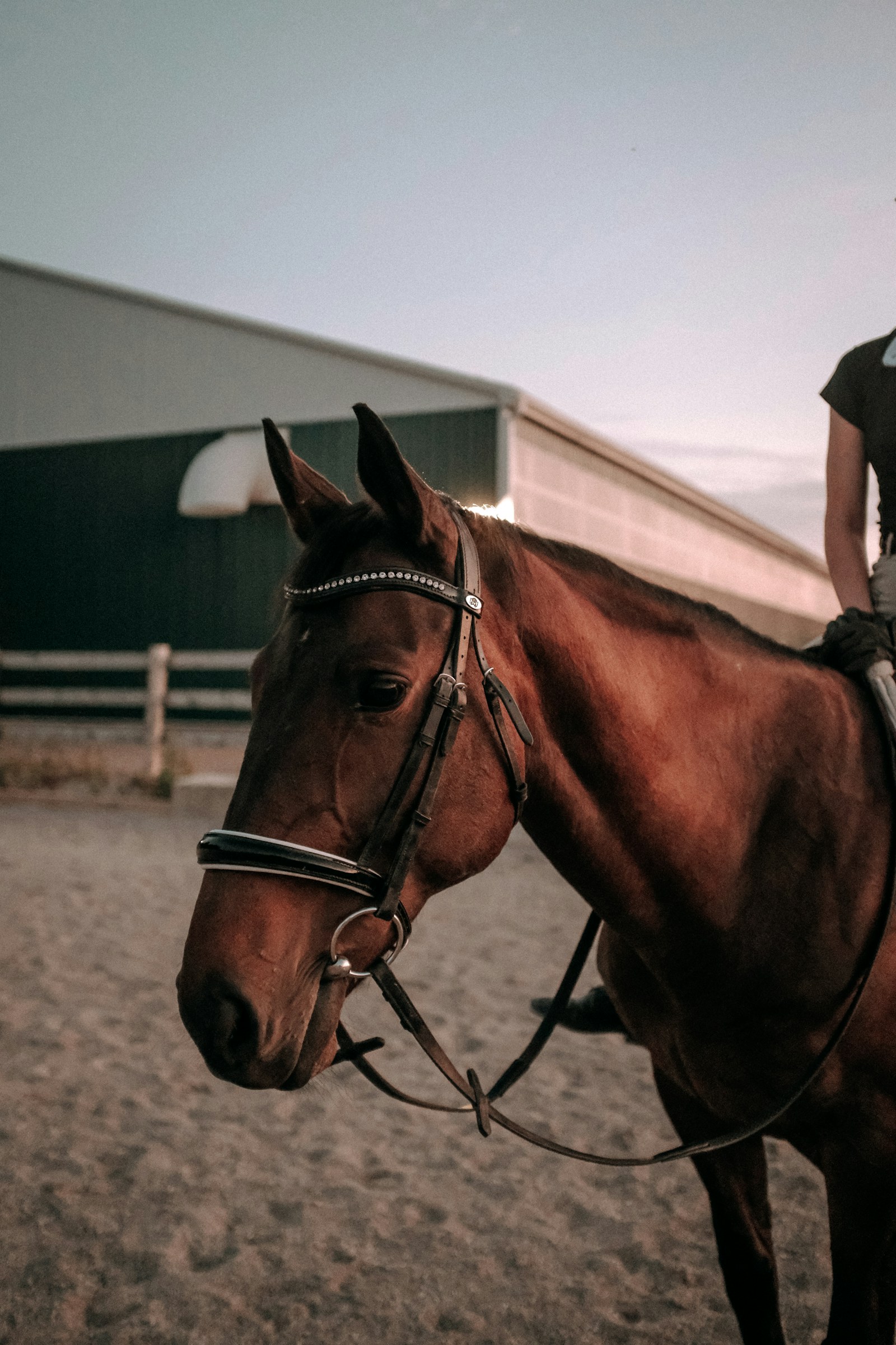 A tacked-up brown horse ready for a ride
